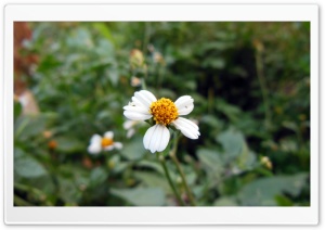 Spring Time Ultra HD Wallpaper for 4K UHD Widescreen desktop, tablet & smartphone