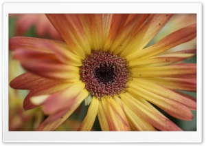 Springs Flower Ultra HD Wallpaper for 4K UHD Widescreen desktop, tablet & smartphone