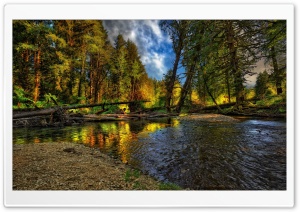 Springtime Forest Ultra HD Wallpaper for 4K UHD Widescreen desktop, tablet & smartphone