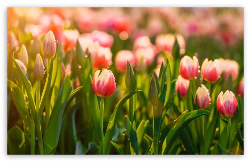 Springtime Tulips Flowers Ultra HD Desktop Background Wallpaper for 4K UHD  TV : Widescreen & UltraWide Desktop & Laptop : Tablet : Smartphone
