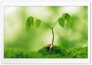Sprout Plant Ultra HD Wallpaper for 4K UHD Widescreen desktop, tablet & smartphone