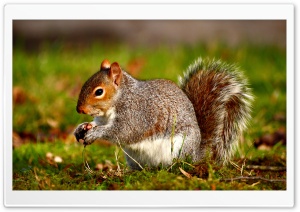 Squirrel Ultra HD Wallpaper for 4K UHD Widescreen desktop, tablet & smartphone