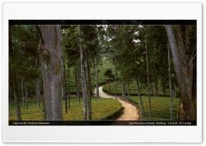 Sri Lanka Tea Estate Ultra HD Wallpaper for 4K UHD Widescreen desktop, tablet & smartphone