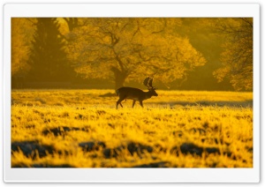 Stag, Wildlife Ultra HD Wallpaper for 4K UHD Widescreen desktop, tablet & smartphone