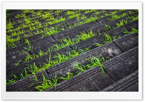 Stairs And Grass Ultra HD Wallpaper for 4K UHD Widescreen desktop, tablet & smartphone