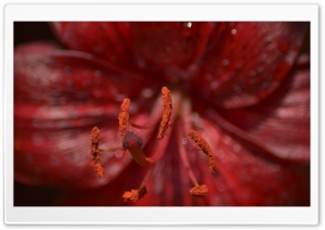 Stamens And Pistil Macro Ultra HD Wallpaper for 4K UHD Widescreen desktop, tablet & smartphone