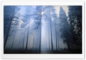 Stanislaus National Forest California Ultra HD Wallpaper for 4K UHD Widescreen desktop, tablet & smartphone