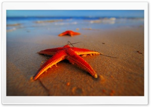 Starfish Ultra HD Wallpaper for 4K UHD Widescreen desktop, tablet & smartphone