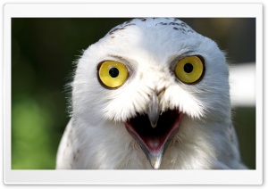 Staring Owl Ultra HD Wallpaper for 4K UHD Widescreen desktop, tablet & smartphone