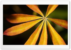 Starleaf Ultra HD Wallpaper for 4K UHD Widescreen desktop, tablet & smartphone