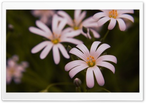Stellaria Holostea Ultra HD Wallpaper for 4K UHD Widescreen desktop, tablet & smartphone