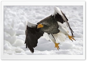 Stellers Sea Eagle Haliaeetus Pelagicus Ultra HD Wallpaper for 4K UHD Widescreen desktop, tablet & smartphone
