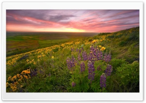 Steptoe Butte, Palouse County, Washington Ultra HD Wallpaper for 4K UHD Widescreen desktop, tablet & smartphone