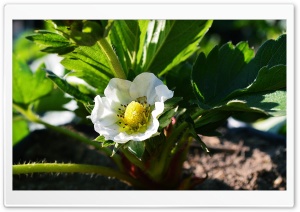 Strawberry flower Ultra HD Wallpaper for 4K UHD Widescreen desktop, tablet & smartphone