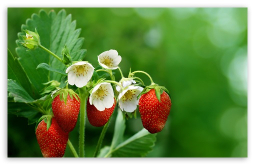 Strawberry Plant with Flowers and Fruits Ultra HD Desktop Background  Wallpaper for : Multi Display, Dual Monitor : Tablet : Smartphone