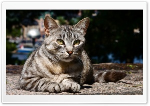 Stray Cat Ultra HD Wallpaper for 4K UHD Widescreen desktop, tablet & smartphone