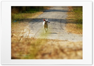Stray dog in search of food Ultra HD Wallpaper for 4K UHD Widescreen desktop, tablet & smartphone