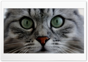 striped cat 0 Ultra HD Wallpaper for 4K UHD Widescreen desktop, tablet & smartphone