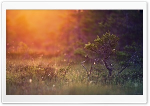 Stunted Pine Ultra HD Wallpaper for 4K UHD Widescreen desktop, tablet & smartphone