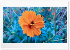 Sulfur Cosmos Ultra HD Wallpaper for 4K UHD Widescreen desktop, tablet & smartphone