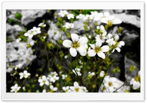 Summer Ultra HD Wallpaper for 4K UHD Widescreen desktop, tablet & smartphone