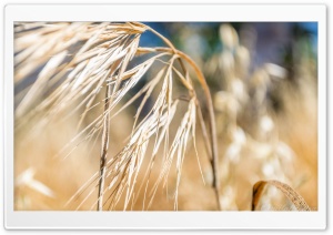 Summer Breeze Ultra HD Wallpaper for 4K UHD Widescreen desktop, tablet & smartphone