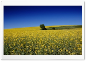 Summer Field Ultra HD Wallpaper for 4K UHD Widescreen desktop, tablet & smartphone