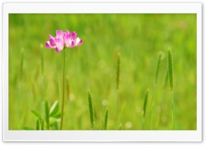 Summer Flower Ultra HD Wallpaper for 4K UHD Widescreen desktop, tablet & smartphone