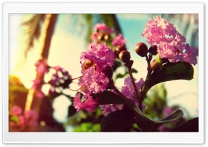 Summer Flower Ultra HD Wallpaper for 4K UHD Widescreen desktop, tablet & smartphone