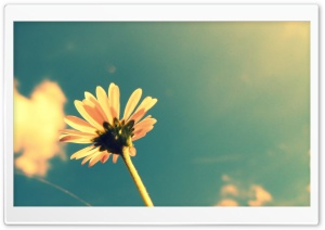 Summer Flower   Retro Sunshine Ultra HD Wallpaper for 4K UHD Widescreen desktop, tablet & smartphone