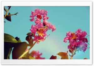 Summer Flower II Ultra HD Wallpaper for 4K UHD Widescreen desktop, tablet & smartphone