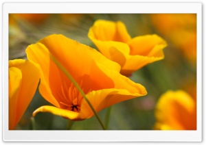 Summer Flowers Ultra HD Wallpaper for 4K UHD Widescreen desktop, tablet & smartphone