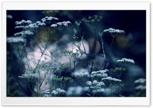 Summer Flowers Ultra HD Wallpaper for 4K UHD Widescreen desktop, tablet & smartphone