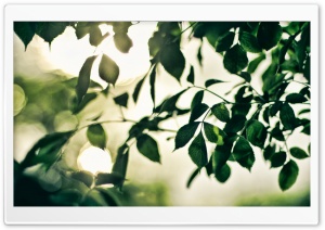 Summer Green Leaves Ultra HD Wallpaper for 4K UHD Widescreen desktop, tablet & smartphone