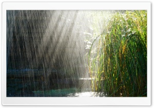Summer Rain Ultra HD Wallpaper for 4K UHD Widescreen desktop, tablet & smartphone