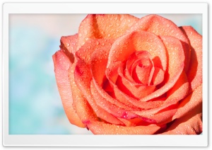 Summer Rose Ultra HD Wallpaper for 4K UHD Widescreen desktop, tablet & smartphone