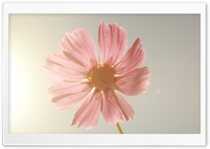Summer Sun Ultra HD Wallpaper for 4K UHD Widescreen desktop, tablet & smartphone