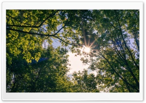 Summer Sunlight Ultra HD Wallpaper for 4K UHD Widescreen desktop, tablet & smartphone