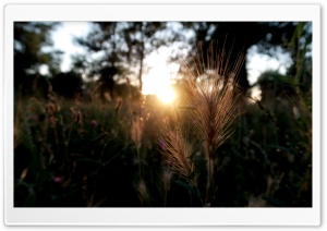 Summer Sunset Ultra HD Wallpaper for 4K UHD Widescreen desktop, tablet & smartphone