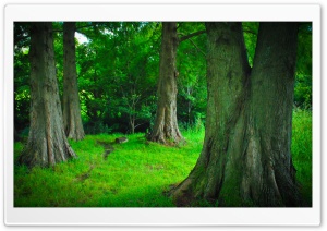 Summer Woods Ultra HD Wallpaper for 4K UHD Widescreen desktop, tablet & smartphone