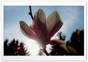 Sun Behind Magnolie Ultra HD Wallpaper for 4K UHD Widescreen desktop, tablet & smartphone