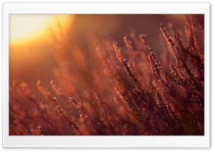 Sun Glare Ultra HD Wallpaper for 4K UHD Widescreen desktop, tablet & smartphone
