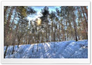 Sun in the Forest Ultra HD Wallpaper for 4K UHD Widescreen desktop, tablet & smartphone