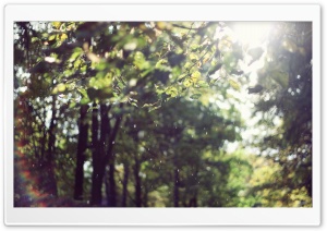 Sun Light, Summer Ultra HD Wallpaper for 4K UHD Widescreen desktop, tablet & smartphone