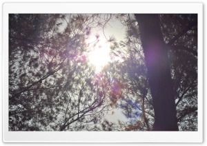 Sun Shining Through The Crown of Tree Ultra HD Wallpaper for 4K UHD Widescreen desktop, tablet & smartphone