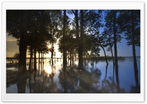 Sun Shining Through Trees Ultra HD Wallpaper for 4K UHD Widescreen desktop, tablet & smartphone