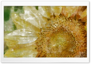 Sunflower 10 Wallpaper DAP Tempera Ultra HD Wallpaper for 4K UHD Widescreen desktop, tablet & smartphone