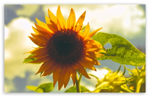 Sunflower Ultra HD Desktop Background Wallpaper for 4K UHD ...
