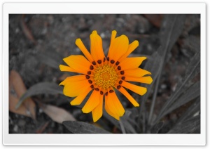 SunFlower Ultra HD Wallpaper for 4K UHD Widescreen desktop, tablet & smartphone