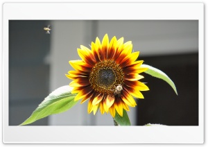 Sunflower and bees Ultra HD Wallpaper for 4K UHD Widescreen desktop, tablet & smartphone